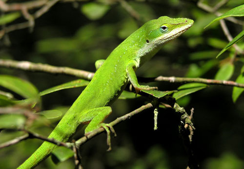 Carolina-Anole1.jpg