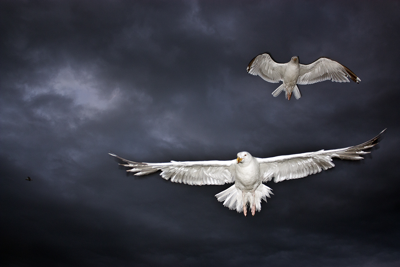 gulls1sharpened.jpg