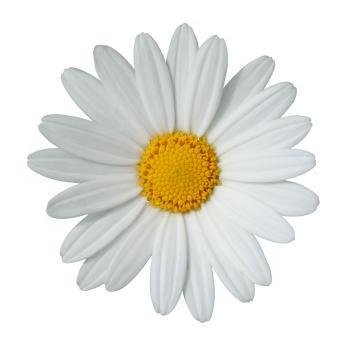 daisy.jpg