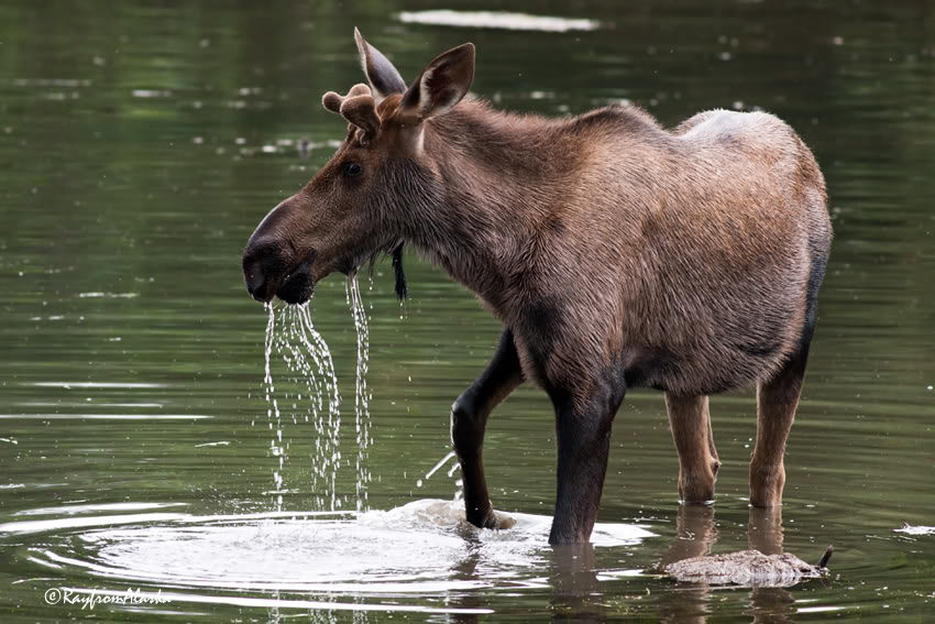 Moose_3029.jpg