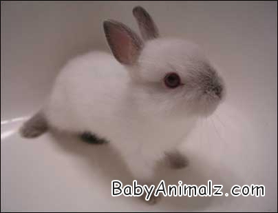 FLUFFY-BABY-BUNNY.jpg