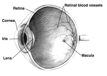 Human_eye_cross-sectional_view_grayscale.png