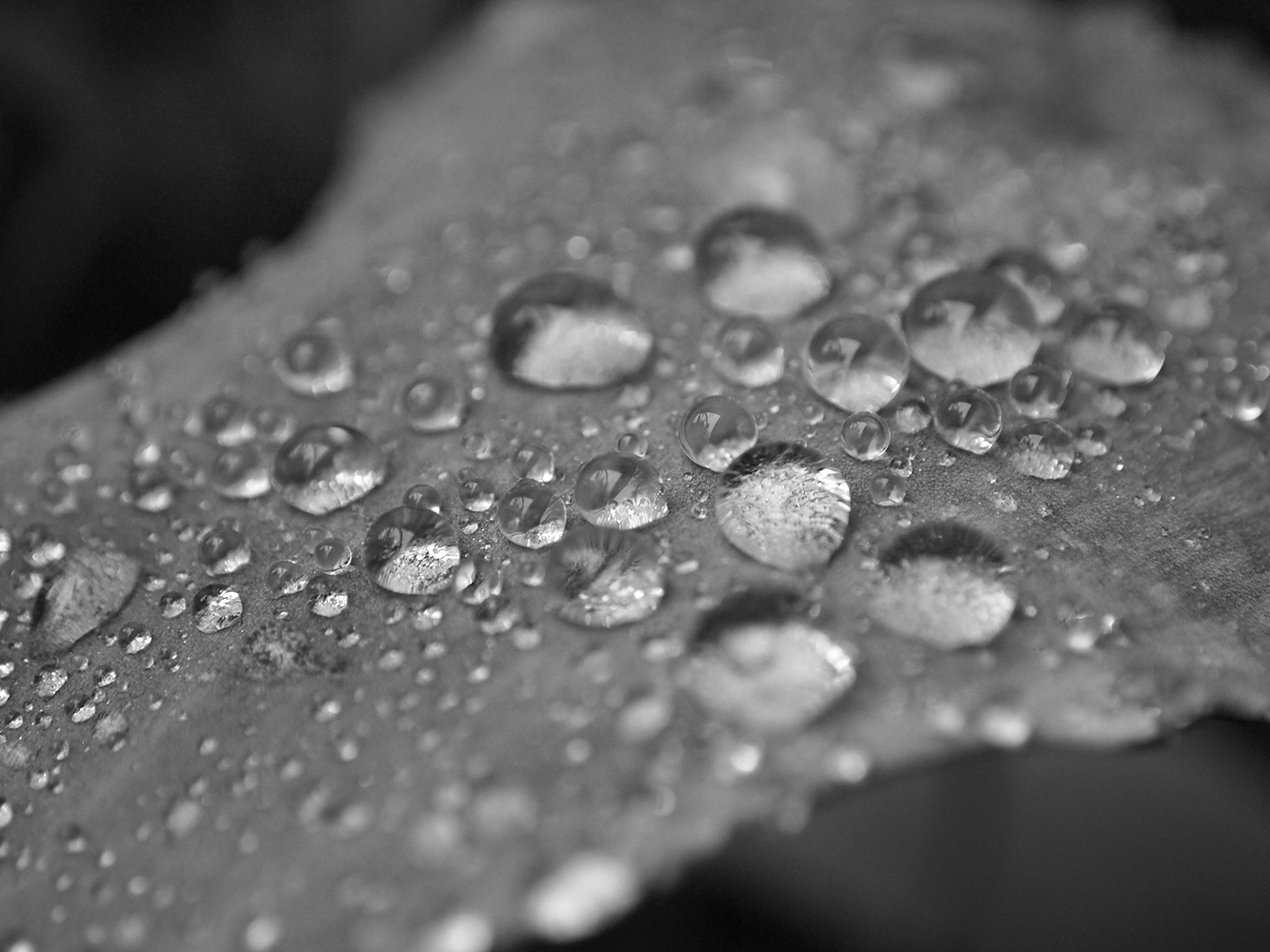 leaf__by_space_cat11-d381pto.jpg