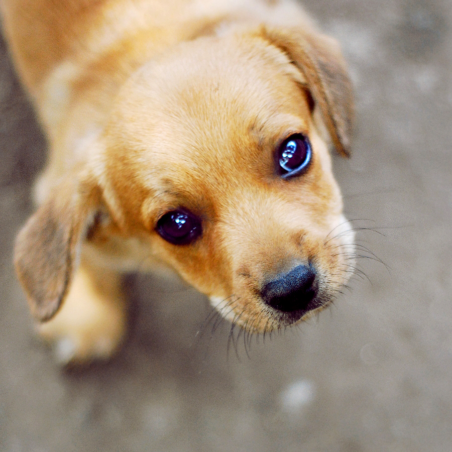 puppy_eyes_by_ciuky.jpg