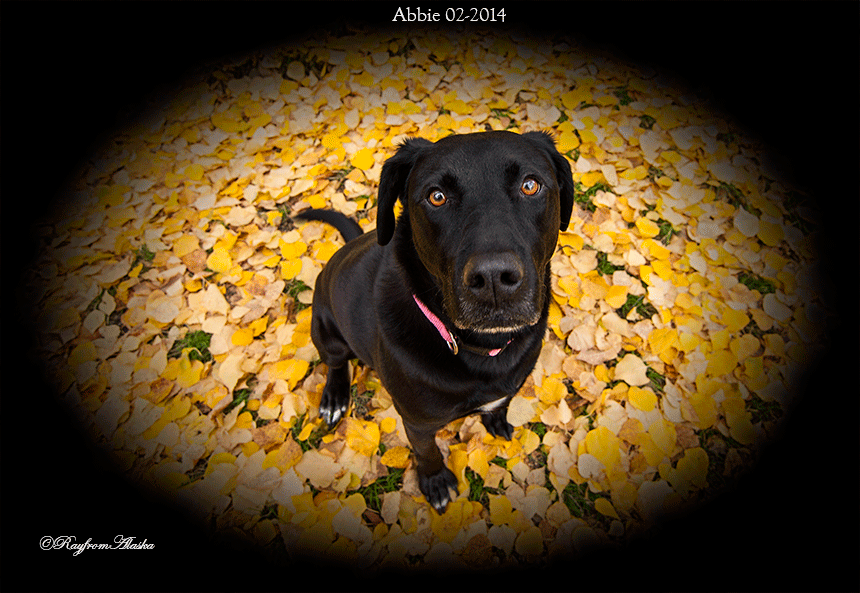 Abbie_0958b_zps09a8d7a2.gif