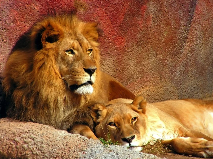 mountain-lion.jpg