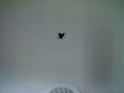 urinal+fly+close.jpg