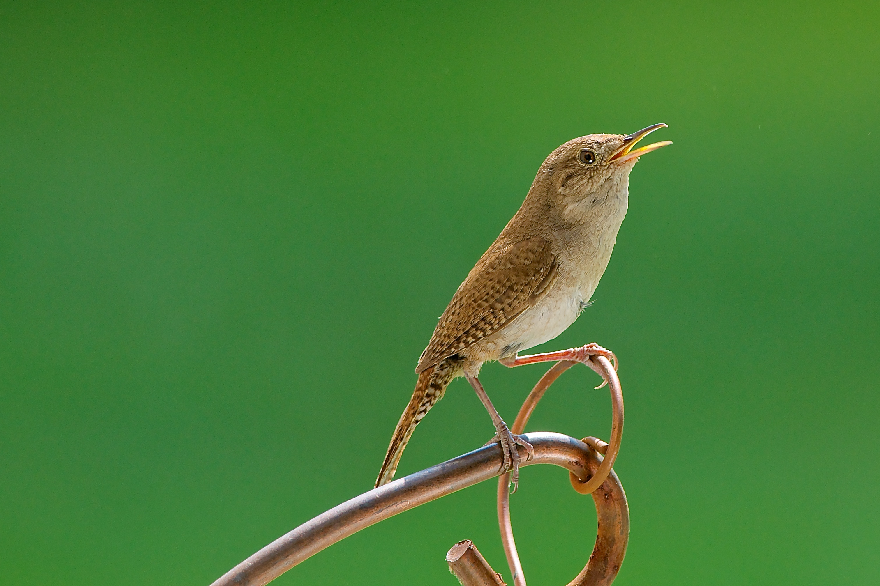 singingwren.jpg