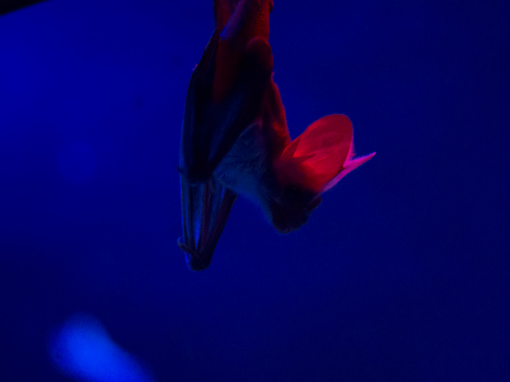 bat1.jpg