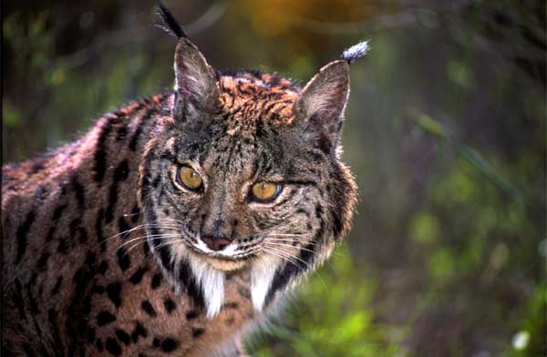 iberian_lynx_7.jpg