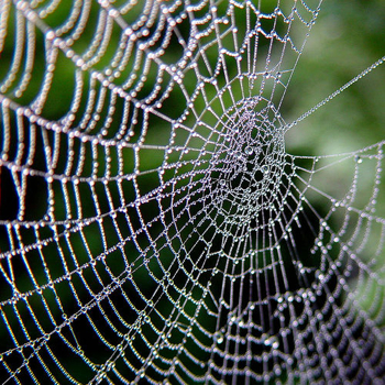 spiders-web.jpg