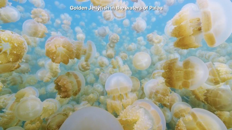 jellyfishscreensaver-800x448.jpg