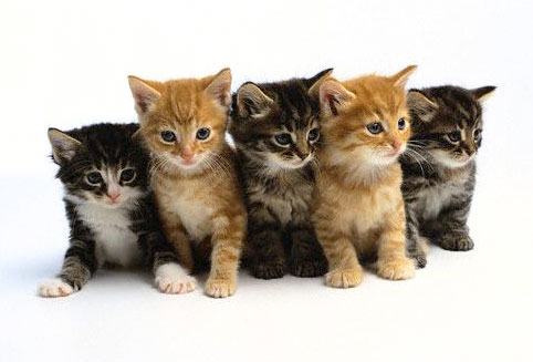 kitten11.jpg