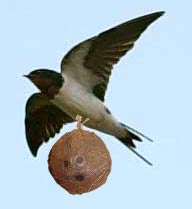 1360870414606-swallow.jpg