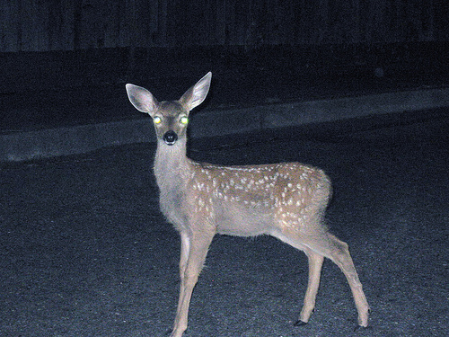 deerinheadlights.jpg