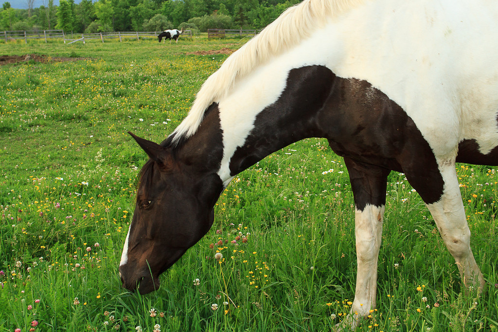 18-juin-Chevaux-3391-XL.jpg