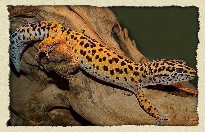 leopard-gecko-bg.jpg