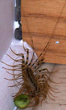 house_centipede_vegetarian.jpg