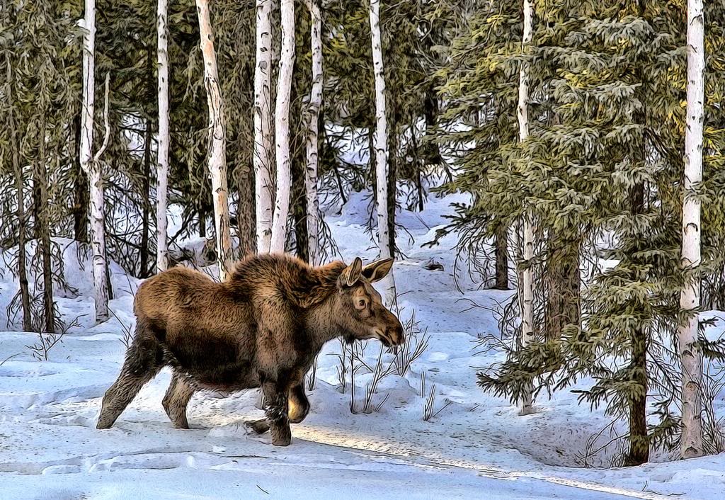 Moose005-1.jpg
