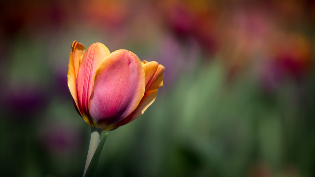 7_mai_%28Tulipes%29-4316-XL.jpg