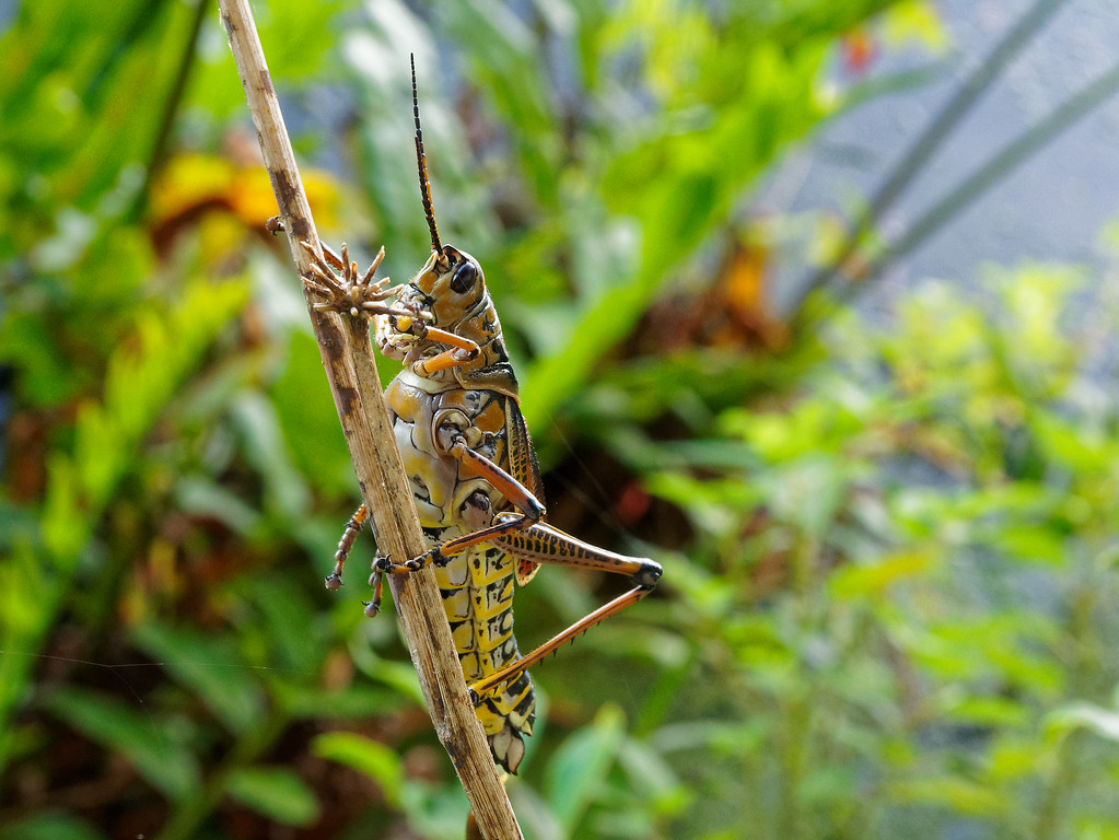P7142151-XL.jpg