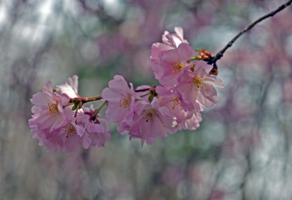 blossom4_1c_zpsf485a4eb.jpg