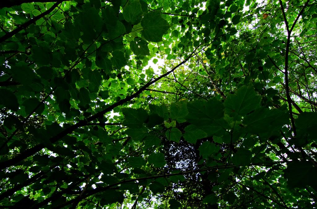 canopy.jpg