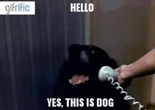 Hello-Yes-This-Is-Dog-Animated-Gif.gif