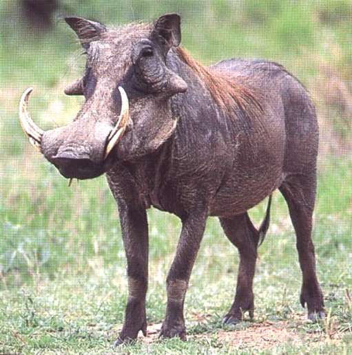 warthog1.jpg