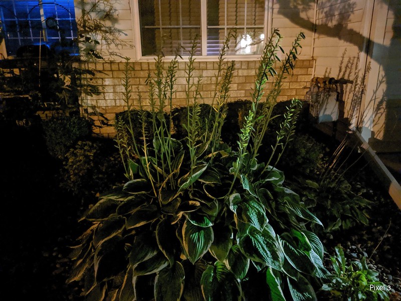 Pixel3_shrub