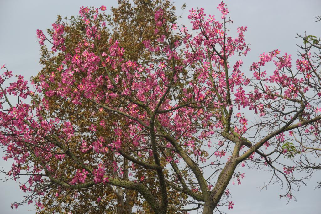 PlacentiaTree.jpg