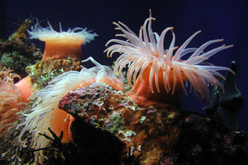 scott_anemone_full.jpg
