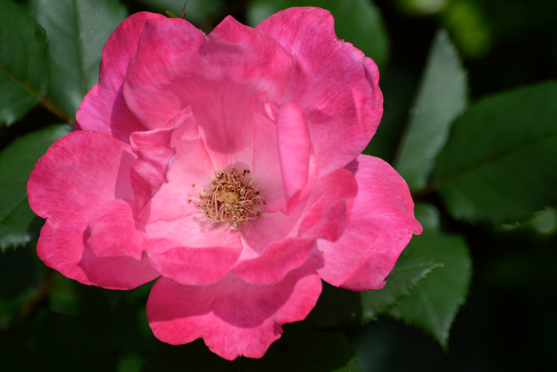p996542651-4.jpg