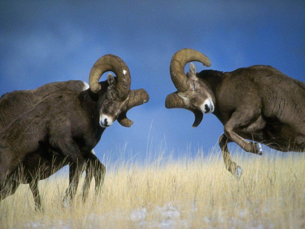 ram-wallpaper-4.jpg