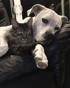 98a092d2b6d9336cd9128c9947bca26c.gif