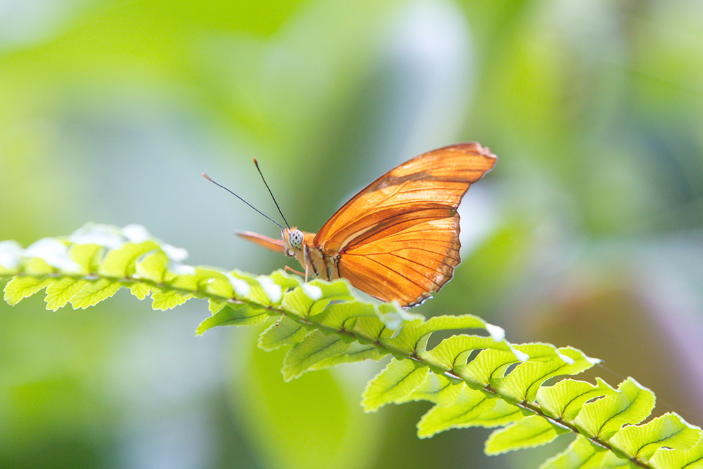 butterfly.jpg