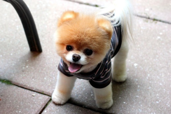 Boo-The-Dog-600x400.jpg