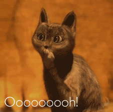 ohcat.jpg