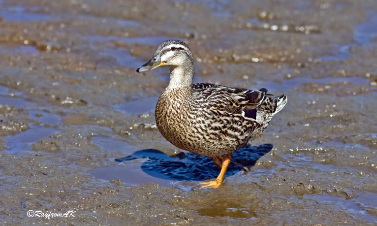 duck_3753.jpg