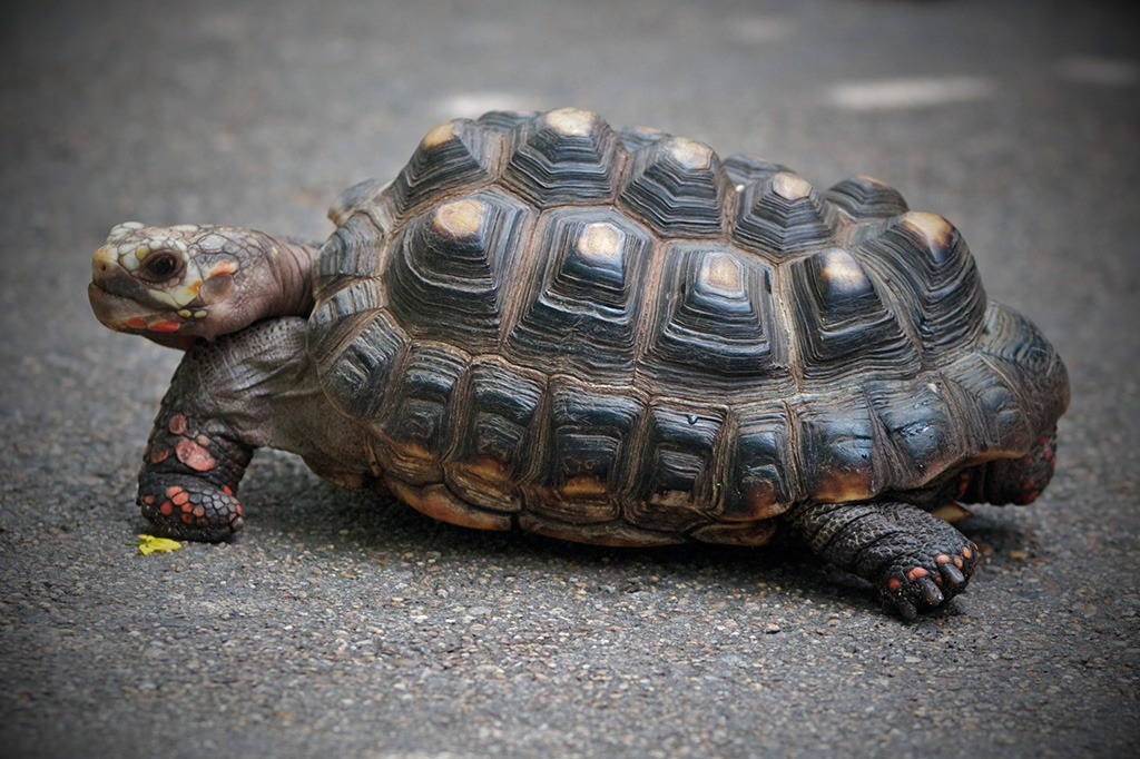 turtle.jpg