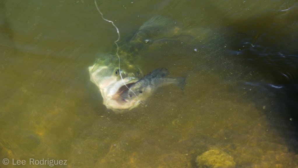 Fishonfish.jpg