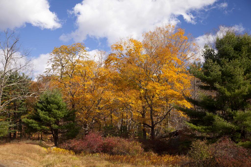 yellowtree1c.jpg