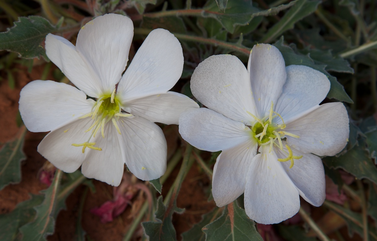 hamrock201304226839.jpg