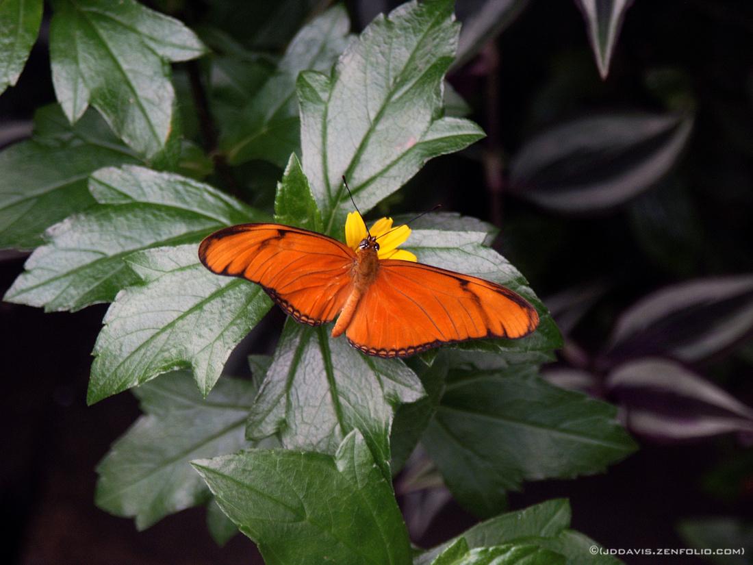 p910911875-5.jpg
