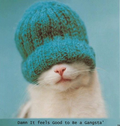 gangsta-cat--large-prf-1182222254.jpg