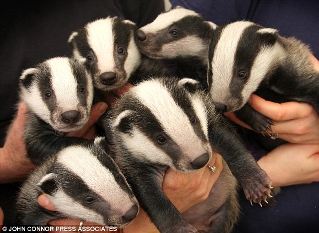 badgers.jpg