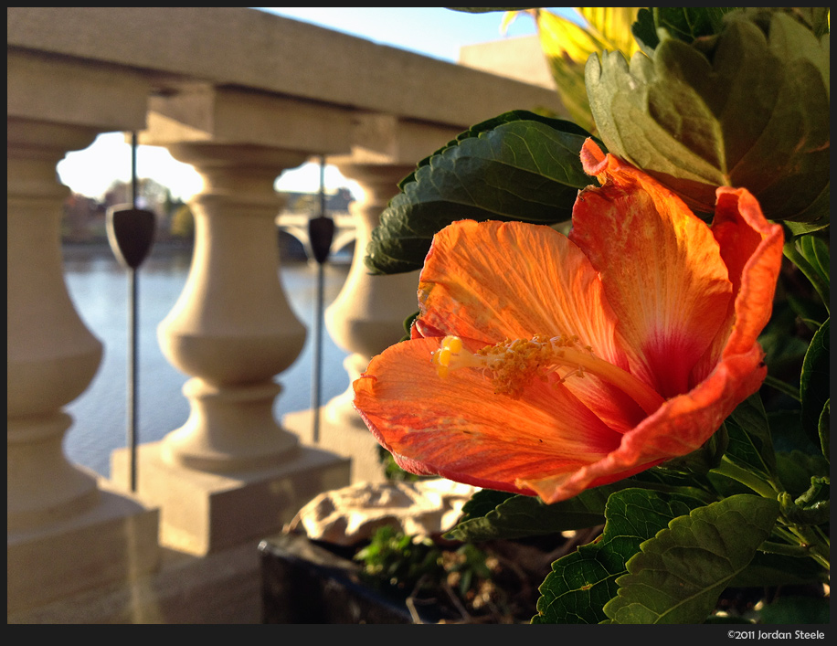 dying_hibiscus.jpg