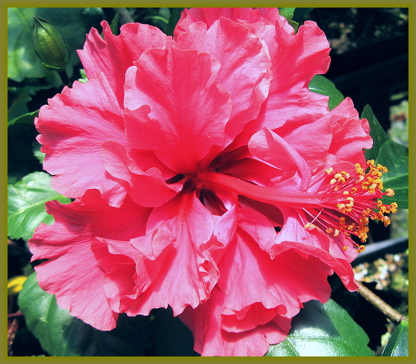 Hibiscus%20Pride%20of%20Hankins.jpg