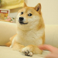 doge.png