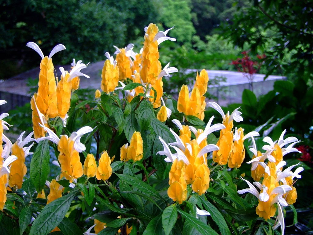 Golden-candle3.jpg